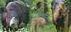 Selamatkan Badak dan Gajah Sumatera di TNBBS