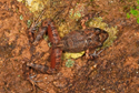 Expedición científica en el Parque Nacional Madidi descubre nueva especie de rana 
