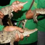 Nineteen Baby Siamese Crocodiles Released in Lao PDR by WCS and Partners