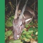 Saola still a mystery 20 years after its spectacular debut