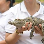 Government stakeholders and the Wildlife Conservation Society released Siamese Crocodiles back into the wild, aiming to restore this critically endangered species in the Xe Champhone wetlands