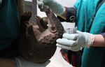 Study Confirms SARS-CoV-2 Related Coronaviruses in Trade-Confiscated Pangolins in Viet Nam