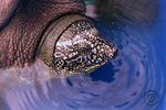 Công bố kết quả xác định giới tính rùa Hoàn Kiếm ở hồ Đồng Mô