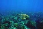 5 Marine Turtles Conservation in Ankivonjy and Ankarea MPAs