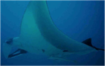CITES Makes  Historic Decision to Protect Sharks  and  Rays