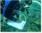 Coral  Reef  Bleaching Monitoring in Antongil Bay