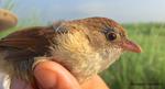 WCS Re-Discovers "Extinct" Bird in Myanmar