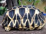 International Wildlife Crime Operation Rescues Stolen Burmese Star Tortoises