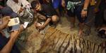 Endangered Tiger Killed in Myanmar Came from Thailand 