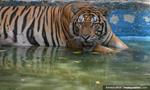 Govt-led conservation initiatives spell hope for tigers and other wildlife
