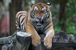Malaysia: Is there still a chance to save the Malayan tiger?