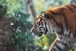 Malaysia trapping tigers after three people killed