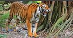 Serangan harimau di Royal Belum, kes ke-7 sejak 3 tahun