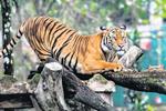 Fast-track setting up Wildlife Crime Bureau, govt urged