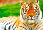 Expedite initiatives to save our tigers