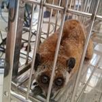 Slow loris was released back to the wild