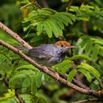  Cambodian tailorbird discovered within city limits of Phnom Penh