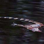 Nest Protection Team spots 15 baby Siamese crocodiles in a lake