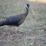 Press Release: 2021 census result: Cambodia; a stronghold for White-shouldered Ibis