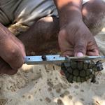 23 Royal Turtles hatch in Sre Ambel – more than the three previous years combined
