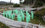 Recuperando los bosques de Tierra del Fuego afectados por el castor