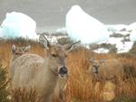 Conservación extrema: Desde los berrendos del Ártico hasta los huemules de Patagonia