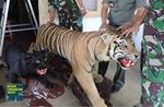Major Tiger Trader Busted in Indonesia—Faces 5 Years in Prison and $10,000 USD Fine