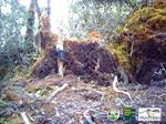 Indonesian Mountain Weasel’s Activity Recorded for the First Time by Camera Trap