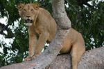 Stakeholders meet to tackle dire state of lion numbers in QENP and the increasing threats from Humans