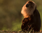 Icons of Anamalai – Lion Tailed Macaque