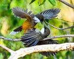 Birds of Chopta - Week 3