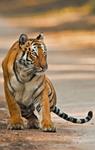 Researchers conduct a comprehensive assessment of scientific research on carnivores over seven decades since India’s independence