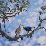 Birds of Chopta - Week 1