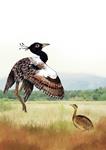 Lesser Florican: May the Elusive Never Go Extinct