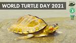 World Turtle Day 2021