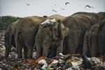 New study documents the extent of plastic ingestion as an emerging threat to endangered Asian elephants in Uttarakhand, India