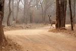Wildlife census begins in Amrabad Tiger Reserve