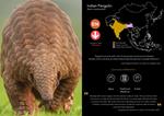 Poaching and Illegal Trafficking have Almost Decimated Pangolins