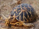 Illegal Trade in Star Tortoise Thrives