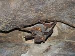 Bats of Thar - Vital Cogs in the Ecosystem