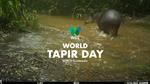 World Tapir Day: The forest gardener