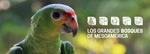 Los 5 Grandes Bosques de Mesoamérica · Boletín informativo #4 EU DeSIRA-GCF