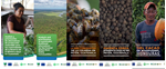 Perfiles de mercado de alternativas sostenibles realizados por el CIAT en los Grandes Bosques