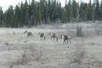Decades-long plan to protect caribou in Nunavut nearing completion