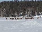 Reindeer - an Enduring Holiday Icon - Face Increasing Threats
