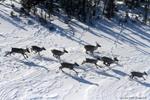 Caribou a key test of federal resolve to protect species at risk