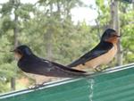 First evidence of double-brooding by a Yukon bird – the barn swallow