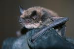 Bats are superheroes of the night. Their superpowers could help us protect them.