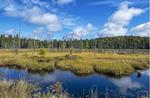 It’s time to start paying attention to Canada’s peatlands