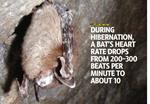 Can bats be saved?